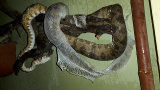 Corallus hortulanus