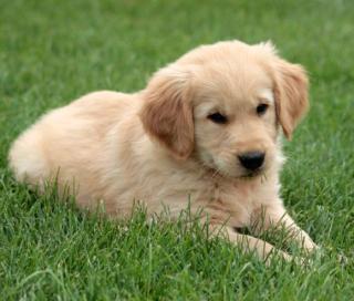 Süße Golden Retriever Welpen