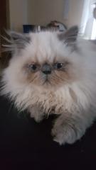Perser, Jungtier, Kater, Colourpoint, blaue Augen