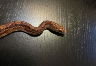 3 Kornnattern inkl. hochwertigem Terrarium und Zubehör abzugeben