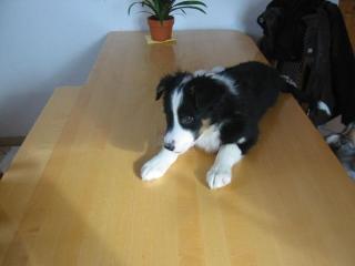 Australian Shepherd Welpen zu verkaufen
