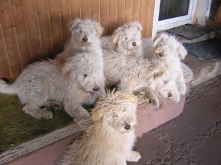 Schafpudel-Welpen selt. Altdt. Hütehunde