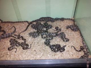 Boa constrictor imperator DNZ April 2021