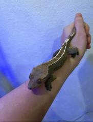 Kronengecko Terrarium mit Unterschrank