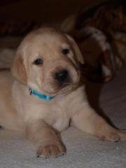 Labrador Welpen blond, suchen ein liebevolles Zuhause