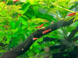 Neocaridina Red Fire