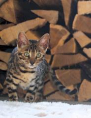 Traumhaft schön gezeichnete Bengal Kitten
