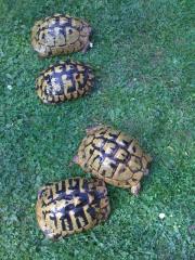 Landschildkröten Weibchen THB