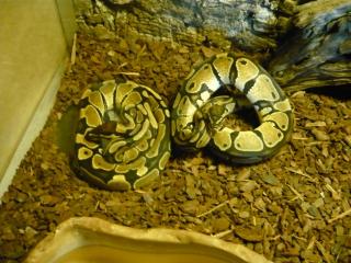 Königspython het. Albino Zuchtgruppe
