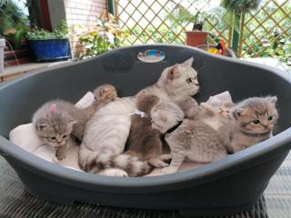 BKH Kitten o. P.