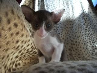 OKH Kitten, Havanna Bicolor, cinnamoncarrier