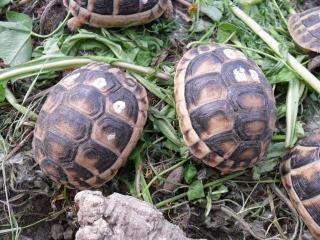 Breitrandschildkröten