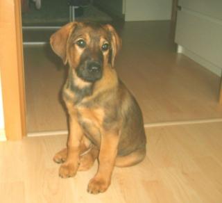 PUPPY eine sehr liebe, schöne Hündin welpe - 10 Wochen alt