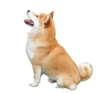 24 Jahre Shiba Inu Zucht in Sachsen
