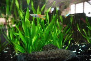Kleine Schrauben Vallisneria Vallisneria tortifolia 15-20 cm