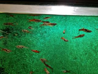 Endler Guppy