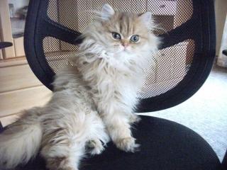 Perserkater golden shaded 23 Wochen alt m Stammbaum Durchgeimpft günstig