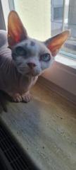 Canadian Sphynx