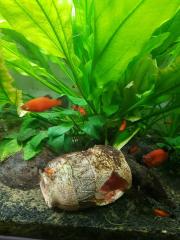 Platy-Fische zu verkaufen Wagtail - orange-schwarz