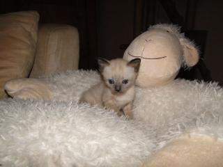Thai Kater Kitten blue point traditioneller Siam