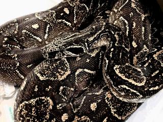 Suche adulte 0. 1 Boa Constrictor Occidentalis