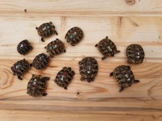 Griechische Langschildkröten