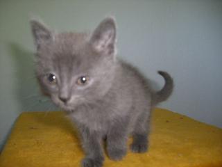 Chartreux Kartäuser
