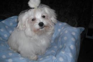 Malteserboy