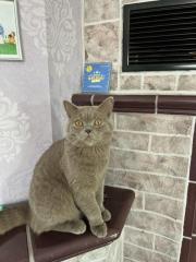 Deckkater BKH reinrassig