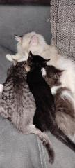 BKH Ragdoll Mix Kitten