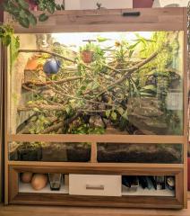 Großes Terrarium mit zwei weiblichen Kornnattern