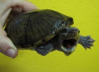 0, 1 Sternotherus minor minor