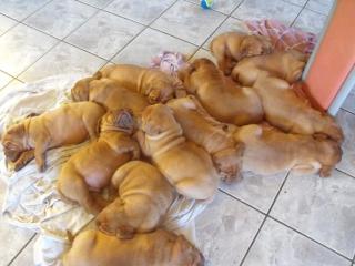 Reinrassige Bordeauxdoggenwelpen