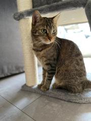 Vermisste Katze