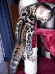 Atemberaubend schöne Bengal Kitten Snow, Melanistic, Brown Rosetted