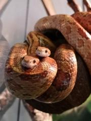 2 Kornnattern mit Terrarium