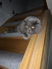 BLH sucht neues Zuhause