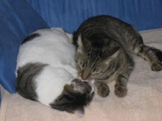 Katzen 3 und 4 Jahre suchen neues liebes Zuhause
