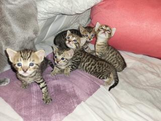 EDELMIX Russisch Blau Bengal Kitten - 2 Jungs 3 Mädchen