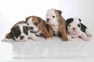 ENGLISH BULLDOG WELPEN KLEINER SHOP