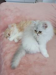 Perser Katzen suchen neues Zuhause