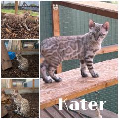 Bengal Jung Katzen 5 Monate alt