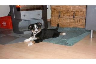 Australian Shepherds aus Kontrolierter Hobbyzucht