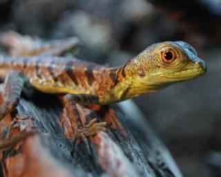 Basiliscus plumifrons Stirnlappenbasilisken NZ 2021