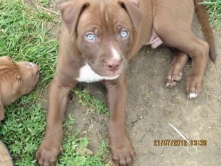 Pit Bull Welpen Red nose 2 Rüden