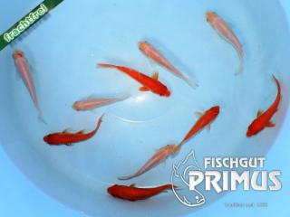 Schöner Koi-Mix Rot-Weiß - Größe 10-15 cm