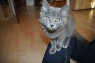 Verkaufen Kartäuser Katze 16 Wochen alt