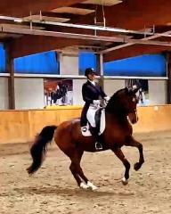 Reitunterricht Dressur
