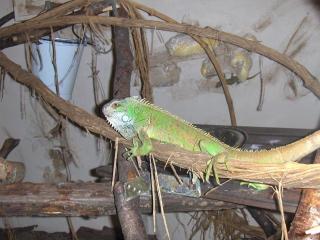 2 Leguane 2 coole Frösche 2 Gecko inkl Terra