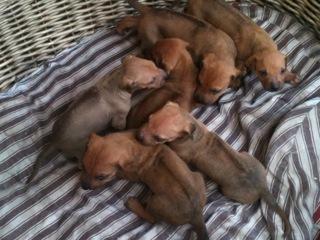Rhodesian Ridgeback Welpen